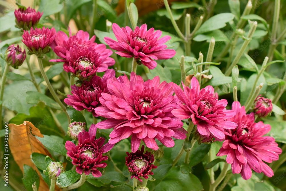 Obraz premium Pink Chrysanthemum blossoms in the garden