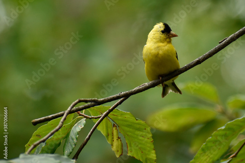 Juvenile Male American Goldfinch resting on a branch