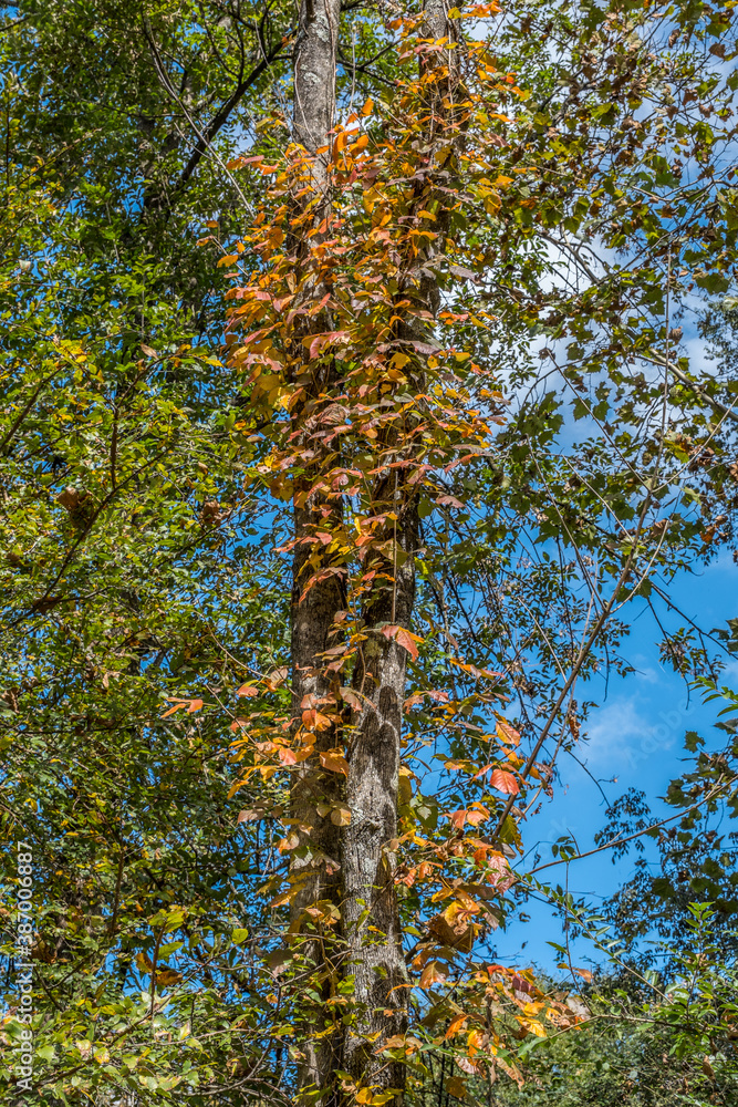 Fototapeta premium Poison ivy vine growing up a tree