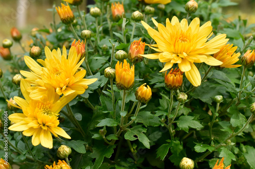 Yellow Chrysanthemum flowers in bloom in the garden © LilliDale