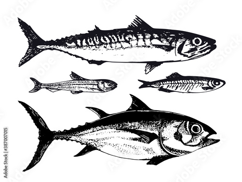 Hand drawn illustration of ocean sea fishes such as mackerel, tuna and capelin. Vector illustration of underwater wildlife animals in vintage sketch style. Great for packaging, banner, menu design