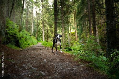 dog in the woods