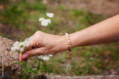 Stone morganite bracelet on female hand picking a clove plant