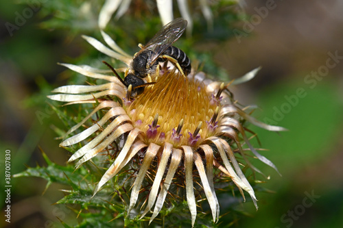 männliche Gelbbindige Furchenbiene (Halictus scabiosae) auf einer Golddistel (Carlina vulgaris) // male of the great banded furrow-bee on a Carline thistle  photo