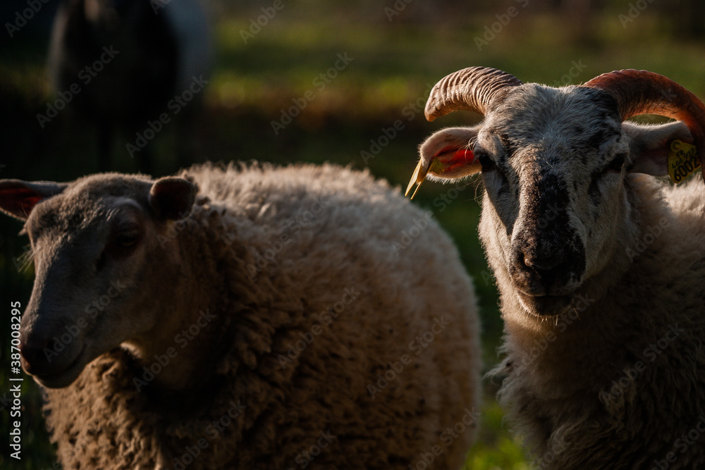 Obraz premium Mouton