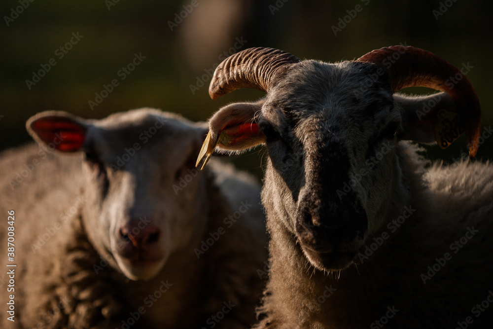 Fototapeta premium Mouton