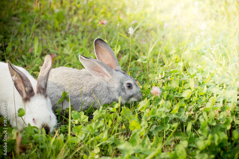 Two rabbits, gray and white. Rabbits eat grass
