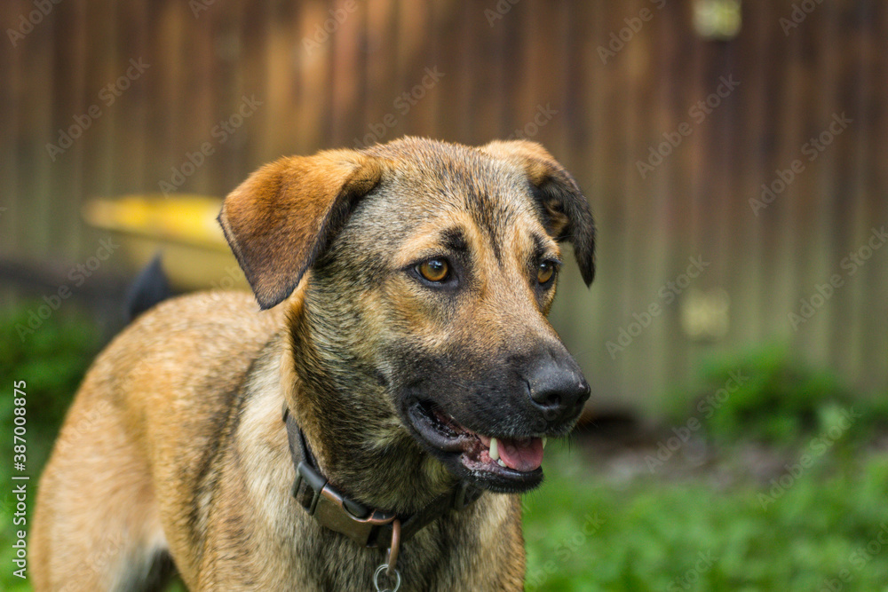 Anatolian Shepherd Dog