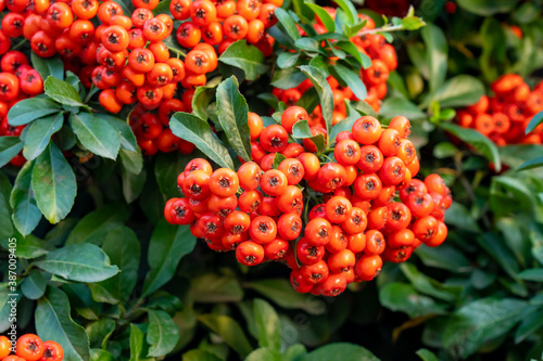 Pyracantha or firethorn plant with bright red berries or pomes in autumn