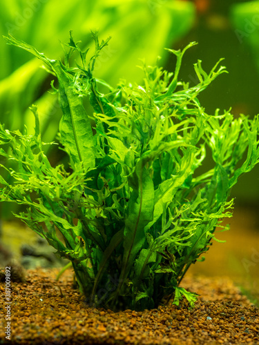 Aquatic fern (Microsorum pteropus – Windelov) isolated on a fish tank with blurred background photo