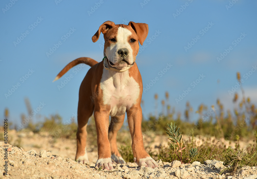 un pequeño perro de raza pitbull en el campo