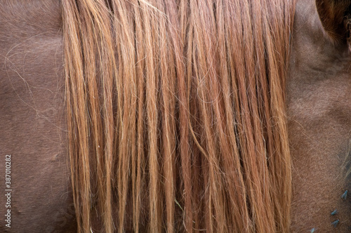 Canvas-taulu close up of brown horse's mane