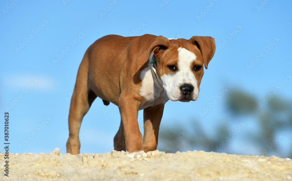un pequeño perro de raza pitbull en el campo un pequeño perro de raza pitbull en el campo