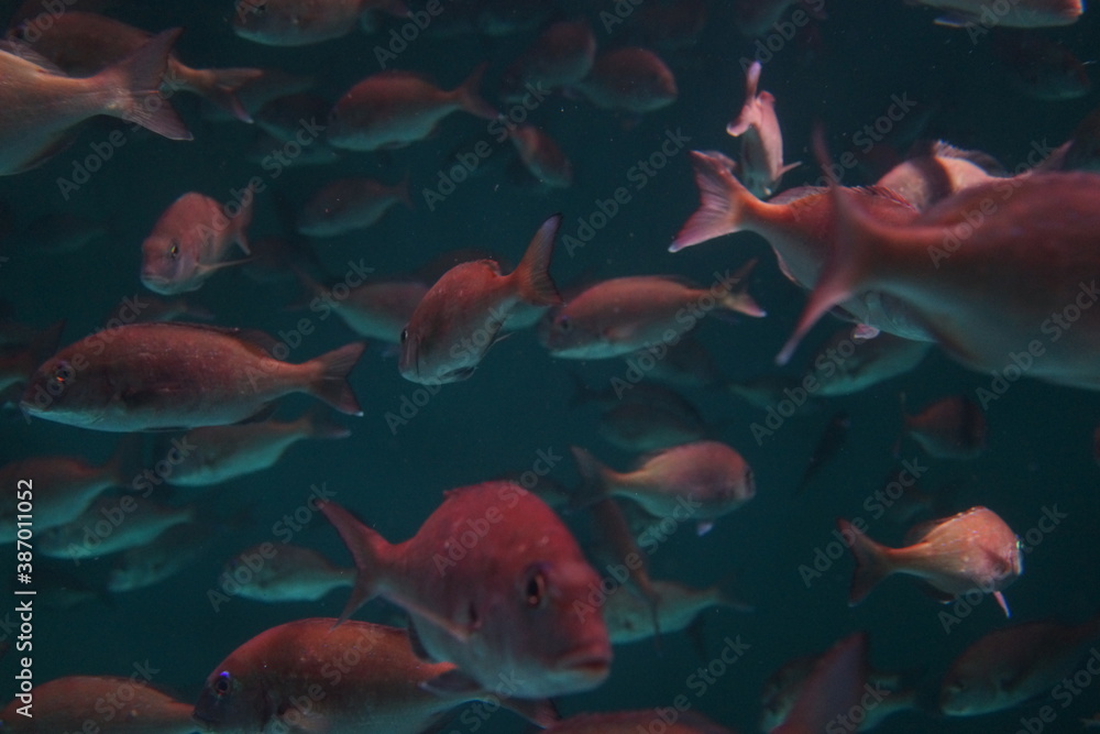 鯛　魚群　水槽　水族館　群れ　泳ぐ　水中　ライトアップ