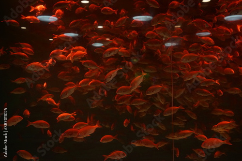 鯛 魚群 水槽 水族館 群れ 泳ぐ 水中 ライトアップ