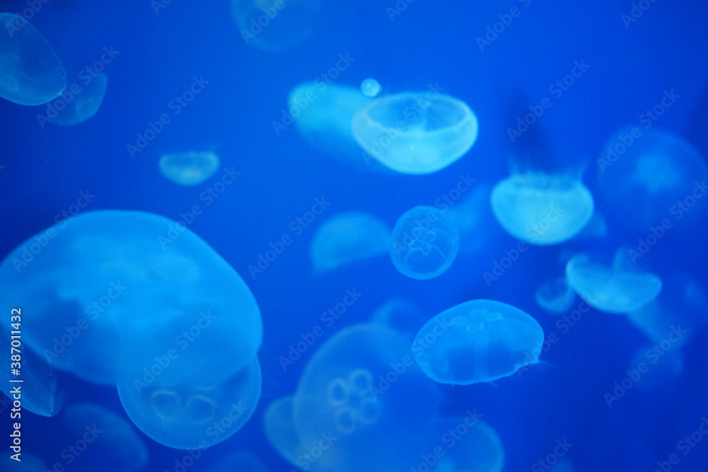 クラゲ 幻想的な 水槽 水族館 ライトアップ クラゲ 幻想的な 水槽 水族館 ライトアップ
