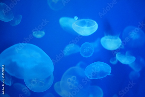 クラゲ 幻想的な 水槽 水族館 ライトアップ