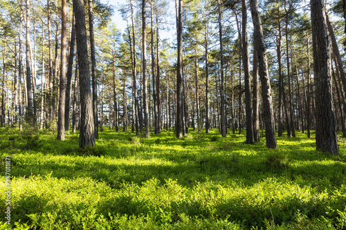 Beautiful pine forest. Blueberry bushes and grass in summer.
