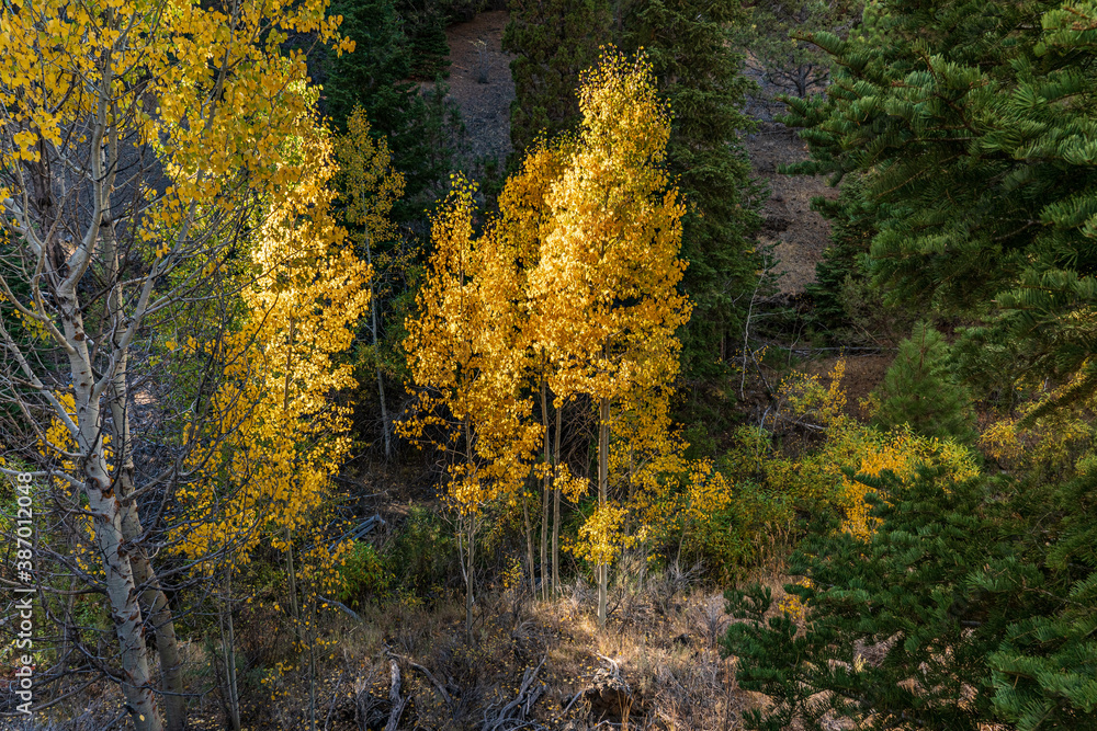 A beautiful image of fall trees and landscape at golden hour.