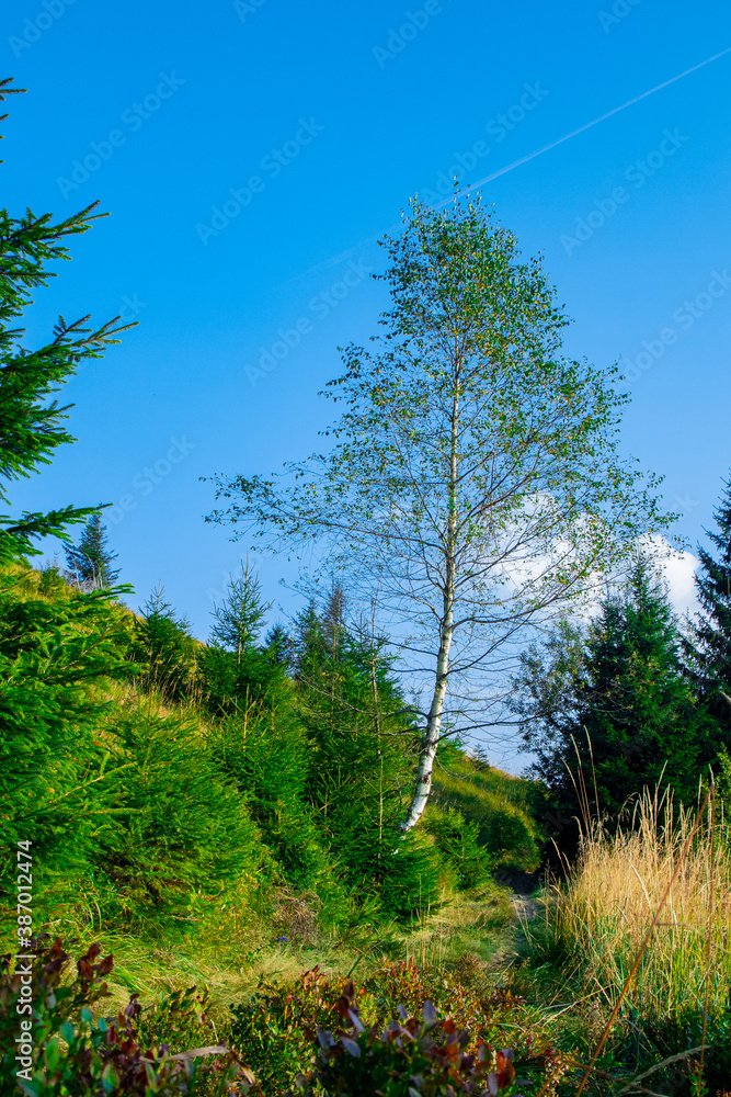Fototapeta premium summer forest birch tree local scenic view vertical nature photography