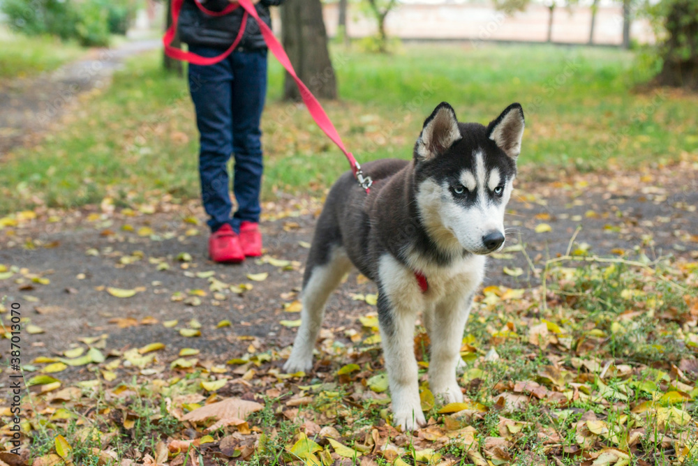 A child walks with a husky dog in a park. Obedient pet with his owner. Walking of pets