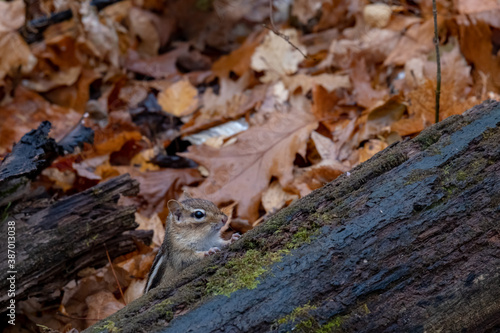 Chipmunk peeking out from behind forest log