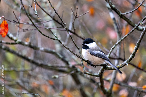 Black-capped chickadee perching in a bare tree