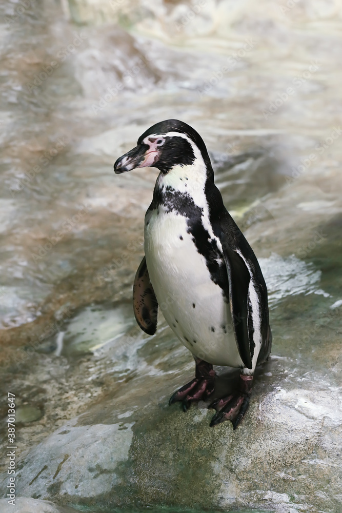 Naklejka premium Penguin stands on a rock