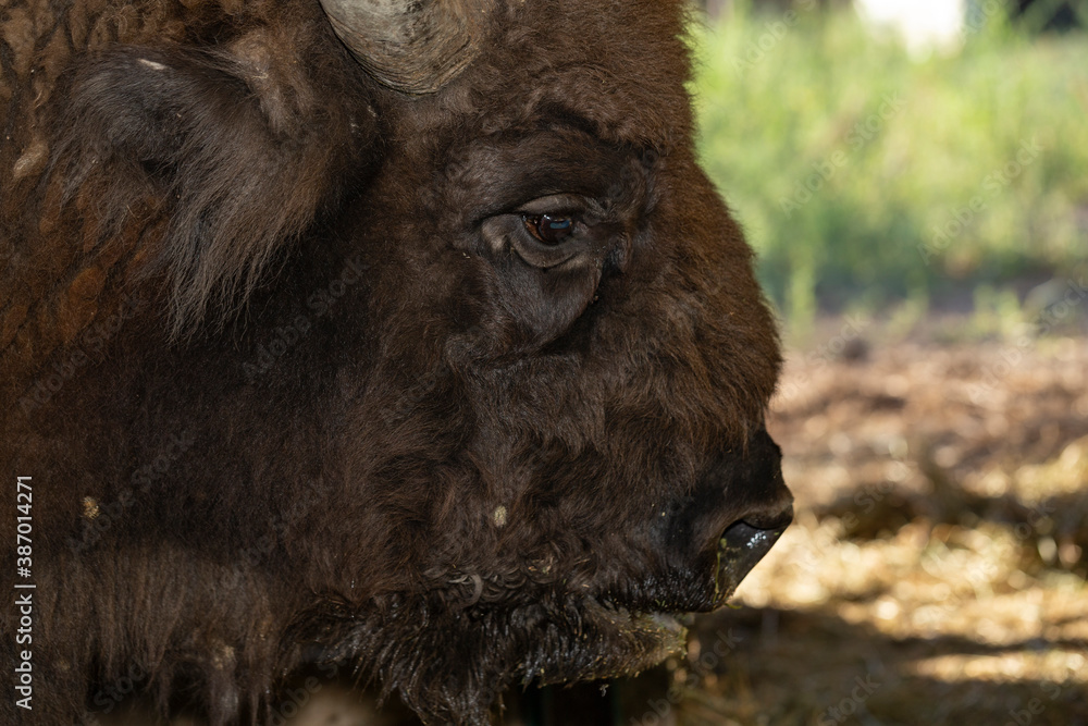 Fototapeta premium European bison (Bison bonasus), also known as the wisent. Muzzle of an animal at close range.