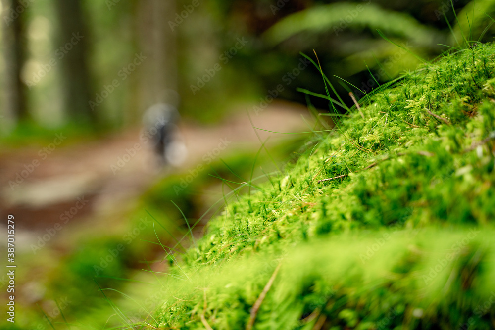 green moss on the ground green moss on the ground