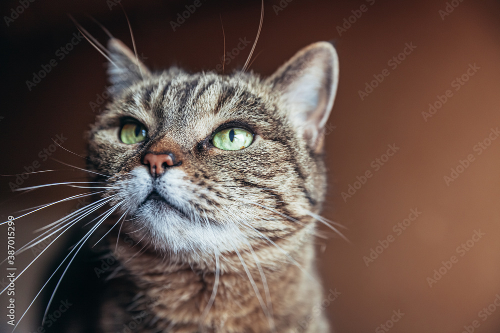 Funny portrait arrogant short-haired domestic tabby cat posing on dark brown background. Little kitten lovely member of family playing at home. Pet care health and animal concept Copy space