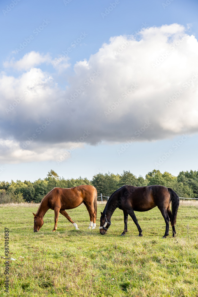 Obraz premium two horses graze on a green field on a farm
