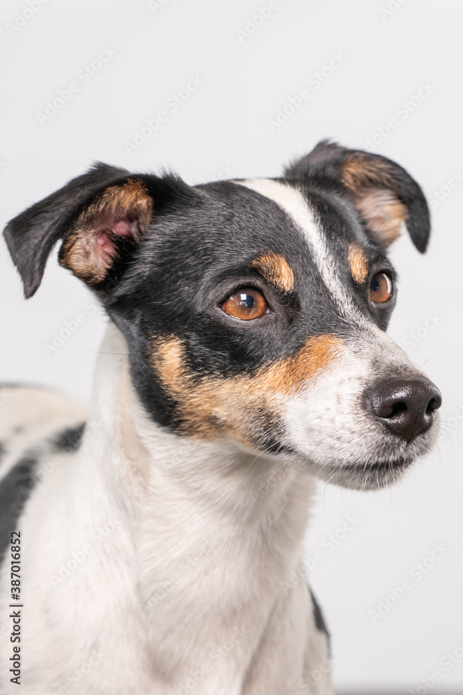 Brown, black and white Jack Russell Terrier dog posing in a studio, part of body, on a white background, copy space Brown, black and white Jack Russell Terrier dog posing in a studio, part of body, on a white background, copy space