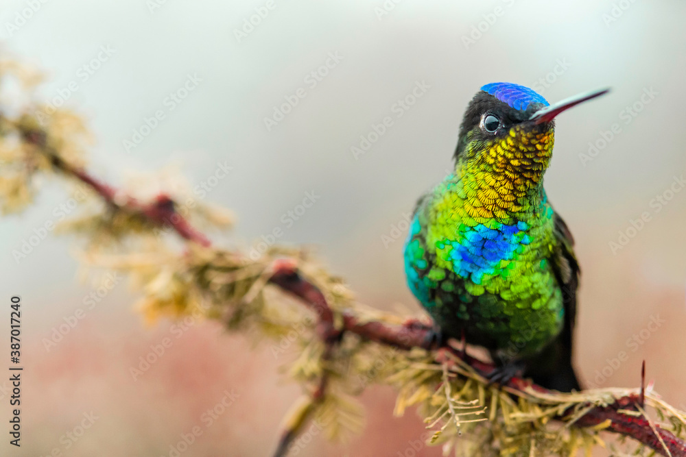 Fototapeta premium Hummingbird, Costa Rica