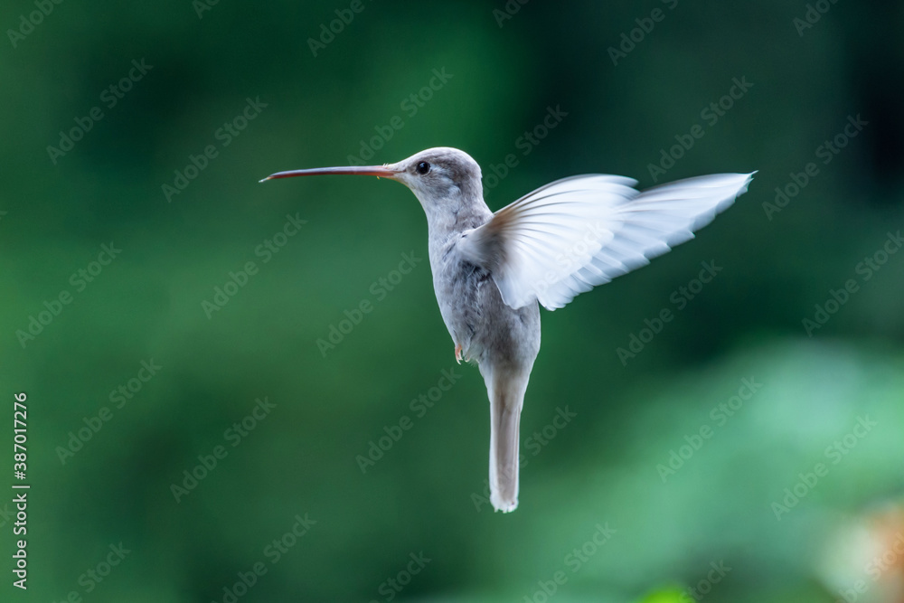 Fototapeta premium Albino hummingbird, Costa Rica