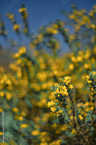 plants in spring © hernan