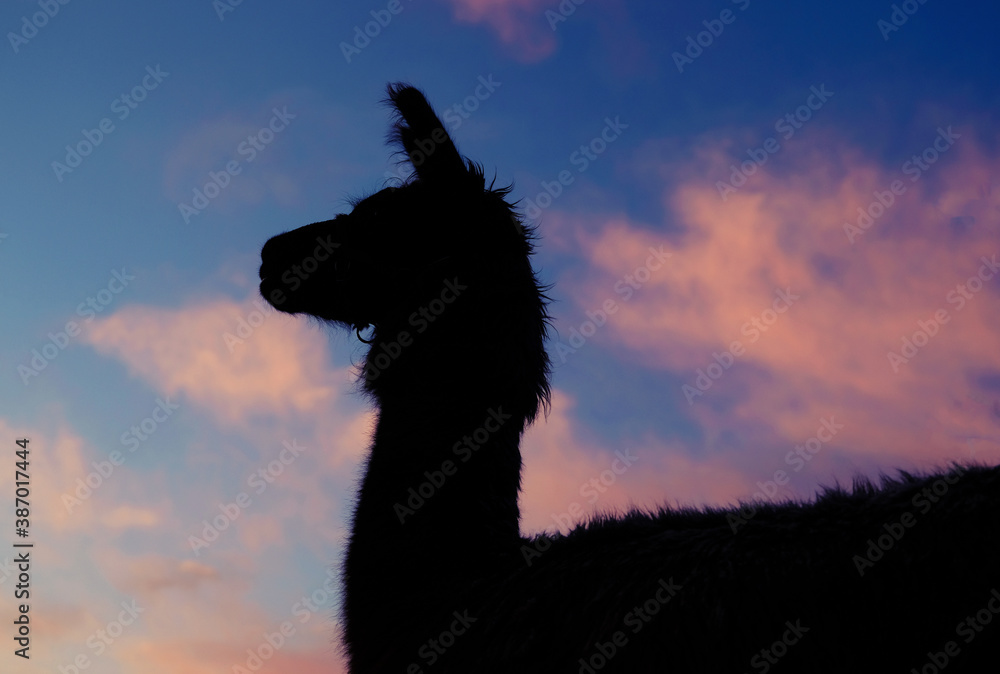 Fototapeta premium Llama silhouette close up with sunrise sky background.