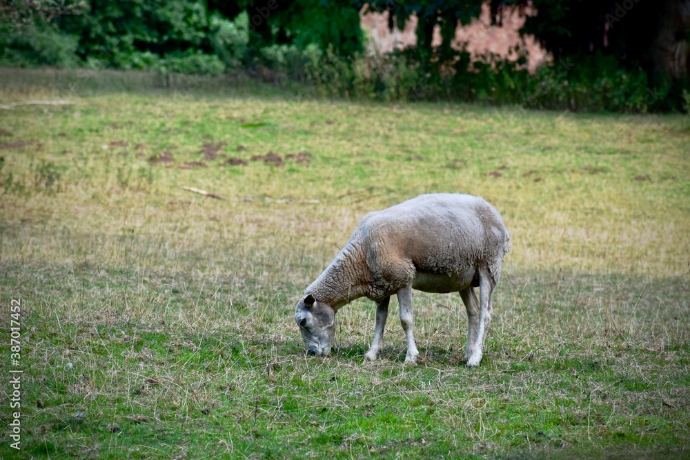 White sheep grazing in a field in Coombe Abbey, Coventry, England, UK White sheep grazing in a field in Coombe Abbey, Coventry, England, UK