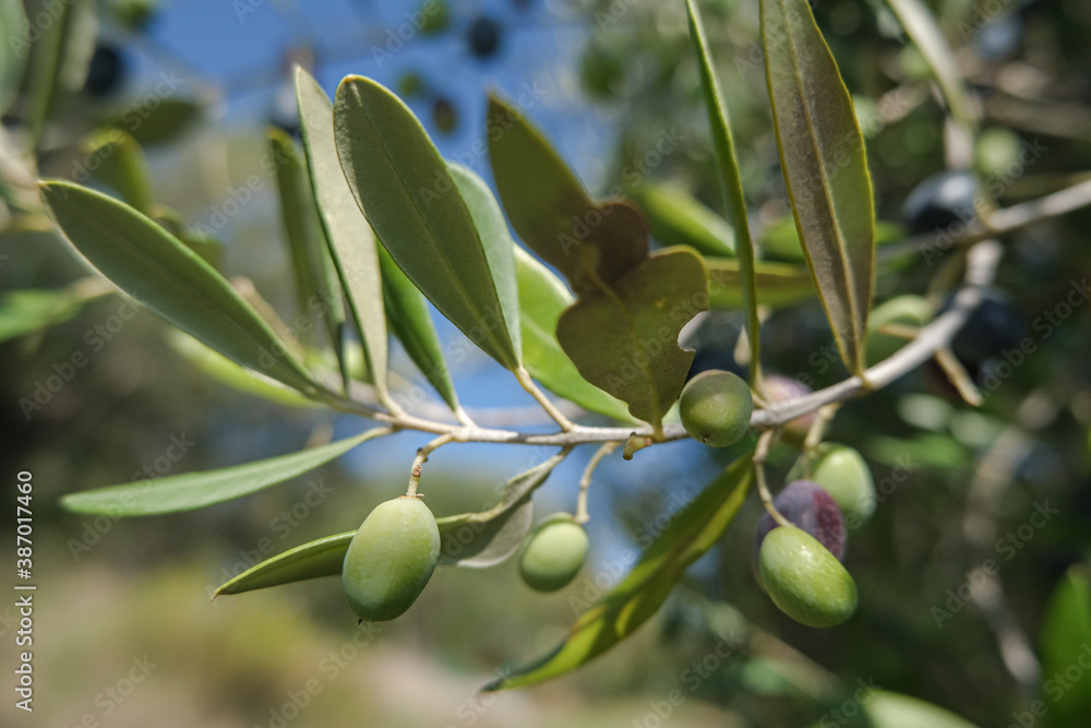 Italian olives trees branch close up,extra virgin olive oil production,genuine bio green olives
