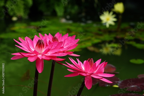 water lily in the pond