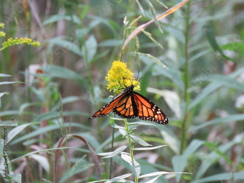 butterfly on a flower
