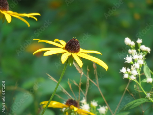 yellow flower