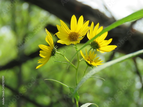 yellow flowers