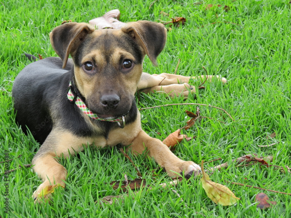 Cachorro raza mixta