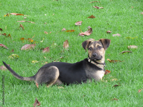 Obraz na płótnie Cachorro sentado en la grama w salonie