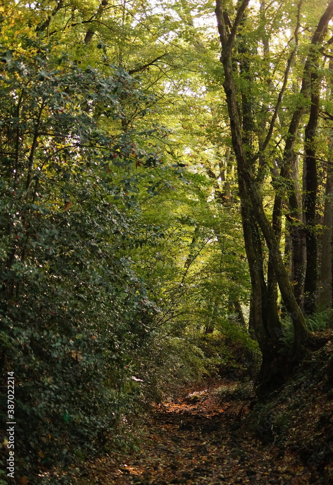 sous bois sous bois