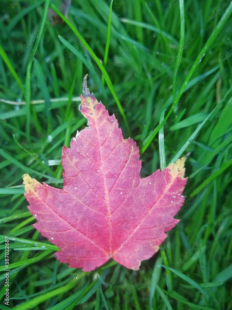 fall tree. colorful tree, aoutum fall tree. colorful tree, aoutum