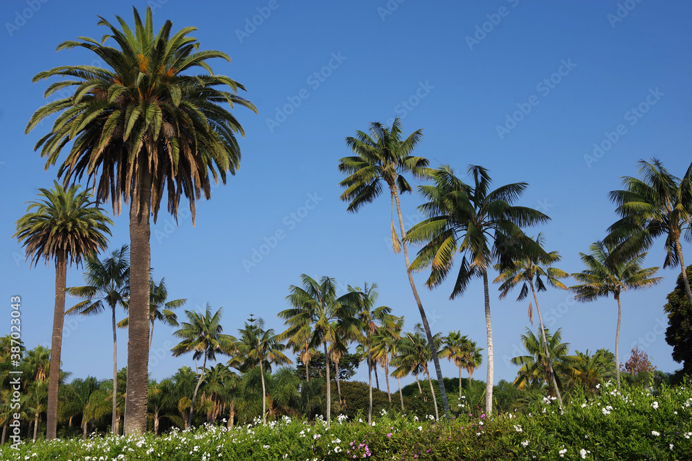 Panoramic view of a coastal palm landscape in southern California in Montecito near Santa Barbara under a bright blue autumn sky