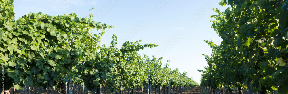 Vineyard plantation in summer. Green growing vine formed by bushes.