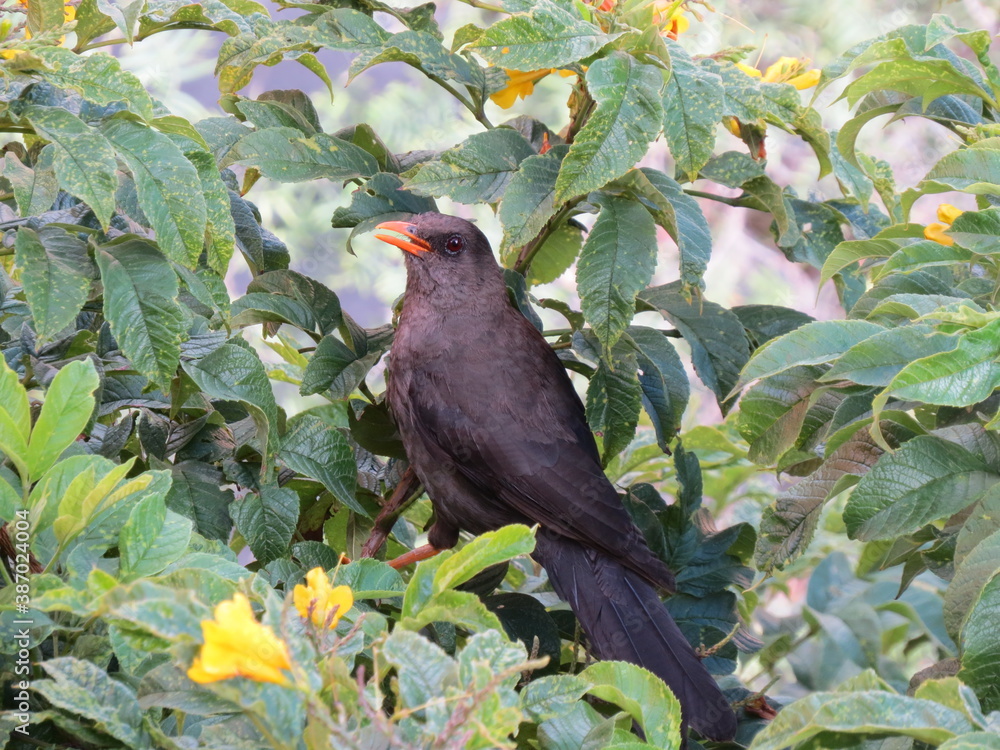 Ave turdus